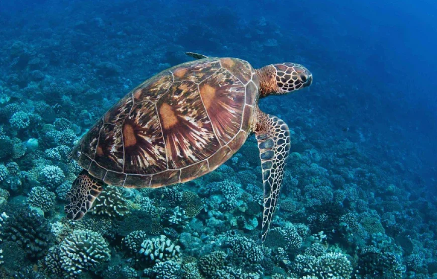 Plongée à Tahiti