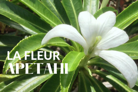 La fleur Apetahi