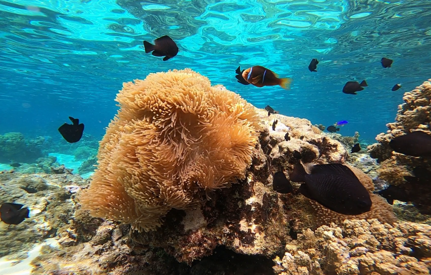 Sortie snorkeling
