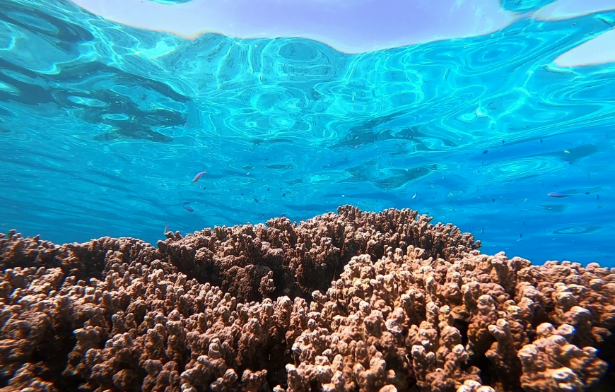 Sortie snorkeling