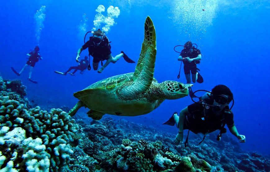 Moorea Fun Dive