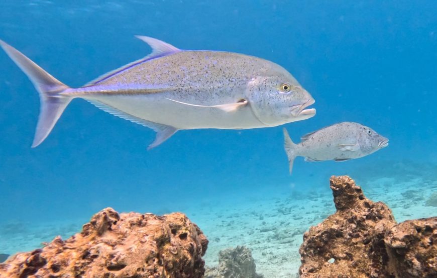 Atae Safari Océan Tahiti