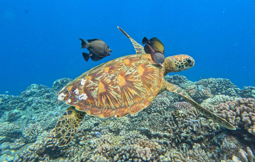 Atae Safari Océan Tahiti