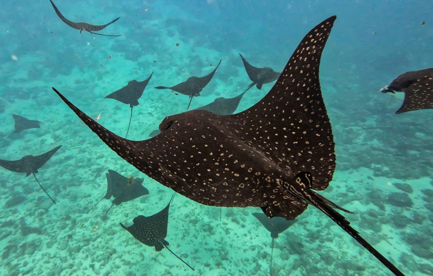 Atae Safari Océan Tahiti